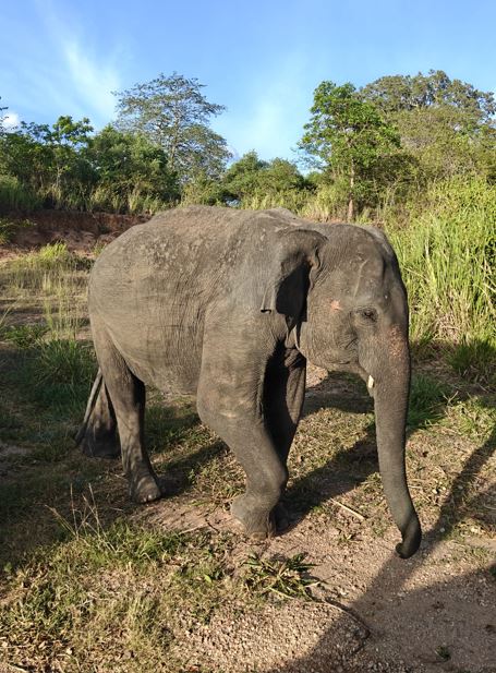 Minneriya National Park Ticket Price