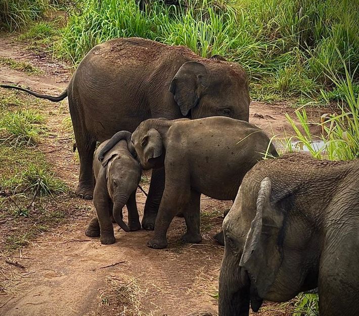 Minneriya National Park Ticket Price
