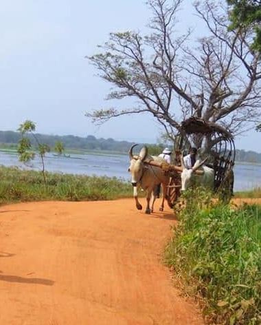 Hiriwadunna Village Tour
